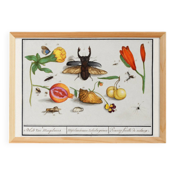 Small poster on "insects and flowers", after an old engraving by