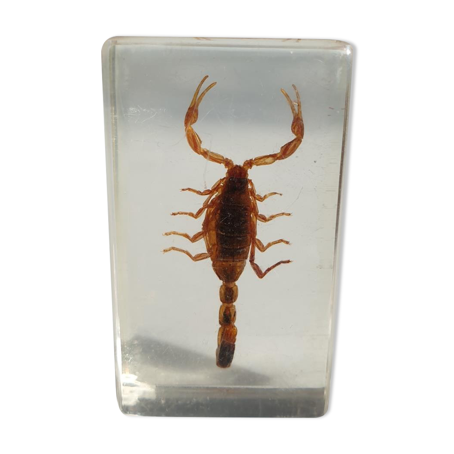 Insect under resin Scorpio "still loving you"