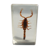 Insect under resin Scorpio "still loving you"