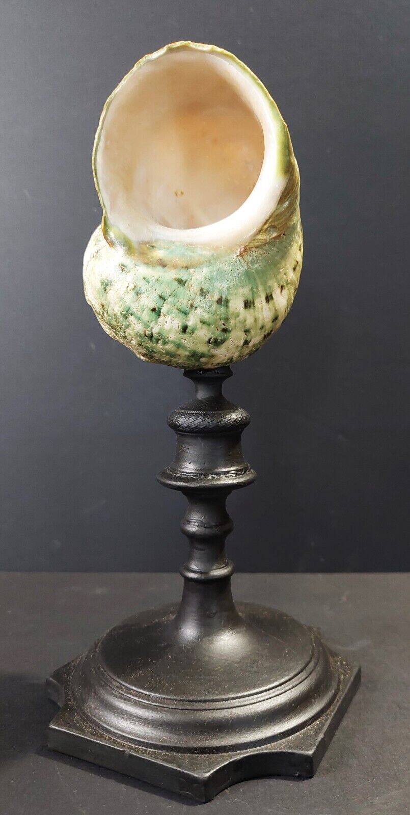 Cabinet of curiosities turbo marmoratus shell on base