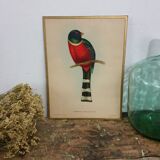 Table Illustration of a bird - The Trogon