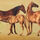 Painting "Mares with foals".