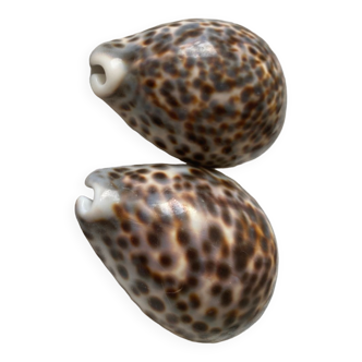 Coquillages cypraea Tigris