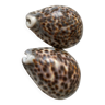 Cypraea Tigris shells