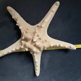 Starfish