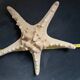 Starfish