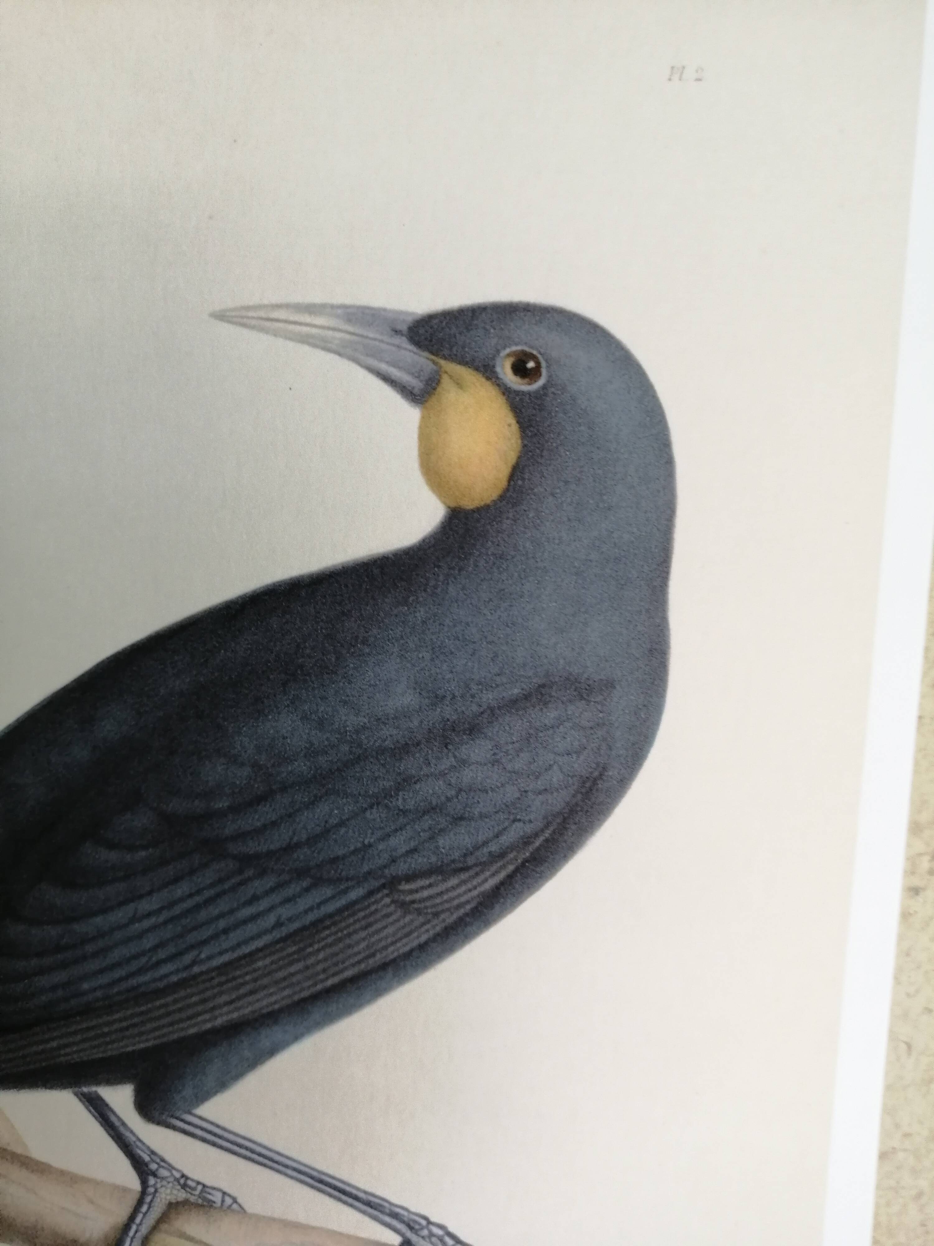 Ancient bird ornithological board