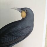 Ancient bird ornithological board