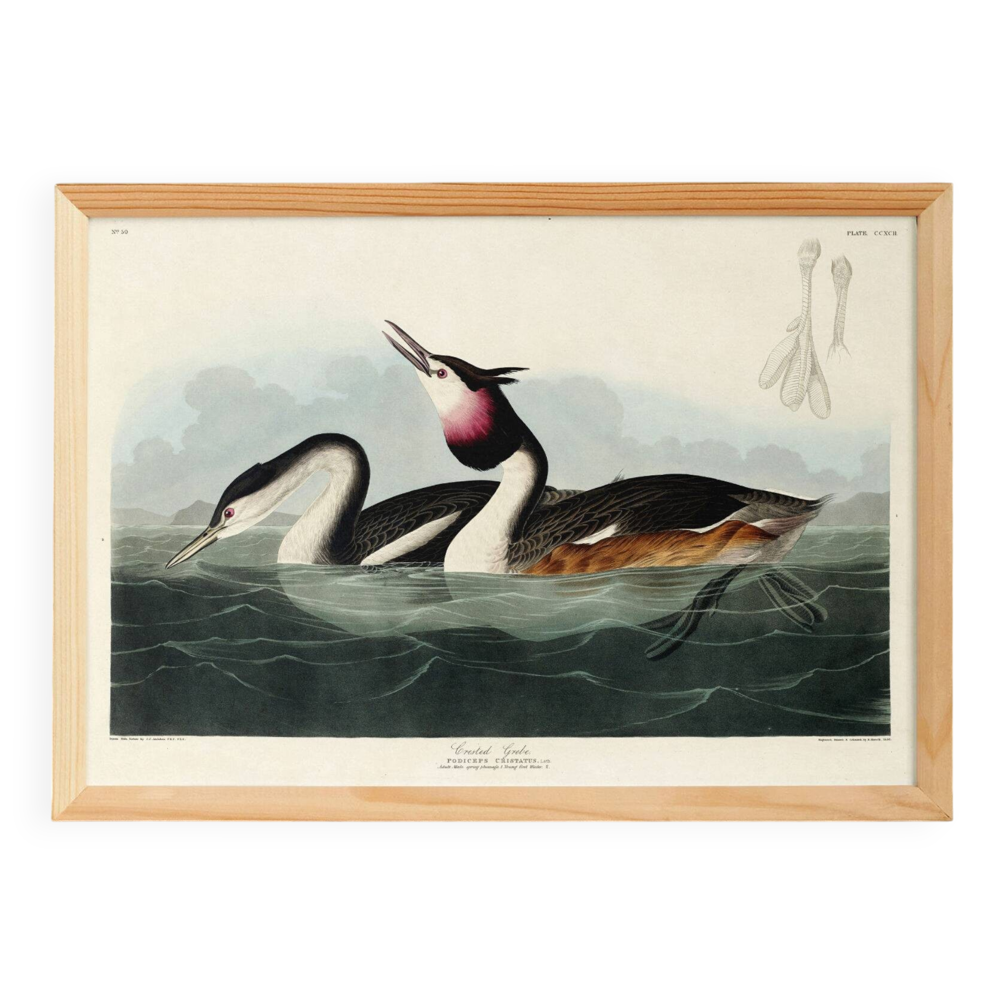 Poster about the Great Crested Grebe, based on an old engraving from 1827.