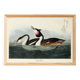 Poster about the Great Crested Grebe, based on an old engraving from 1827.