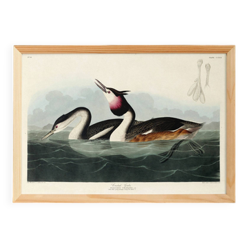 Poster about the Great Crested Grebe, based on an old engraving from 1827.