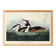 Poster about the Great Crested Grebe, based on an old engraving from 1827.