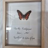Stuffed butterfly Ridelyanus, 1980
