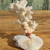 Corail blanc sur socle corail champignon