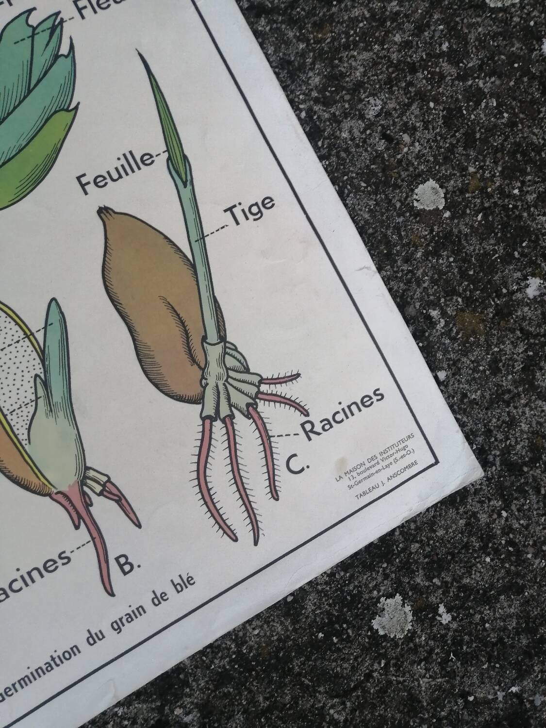 Vintage MDI school poster: Plants without flowers & Wheat, grasses.