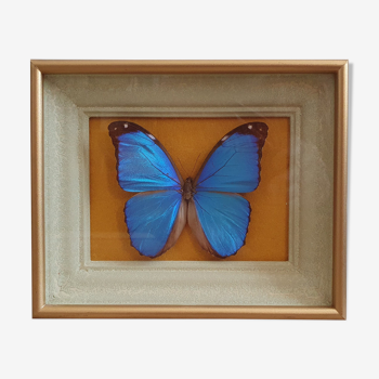 Butterfly naturalized golden frame