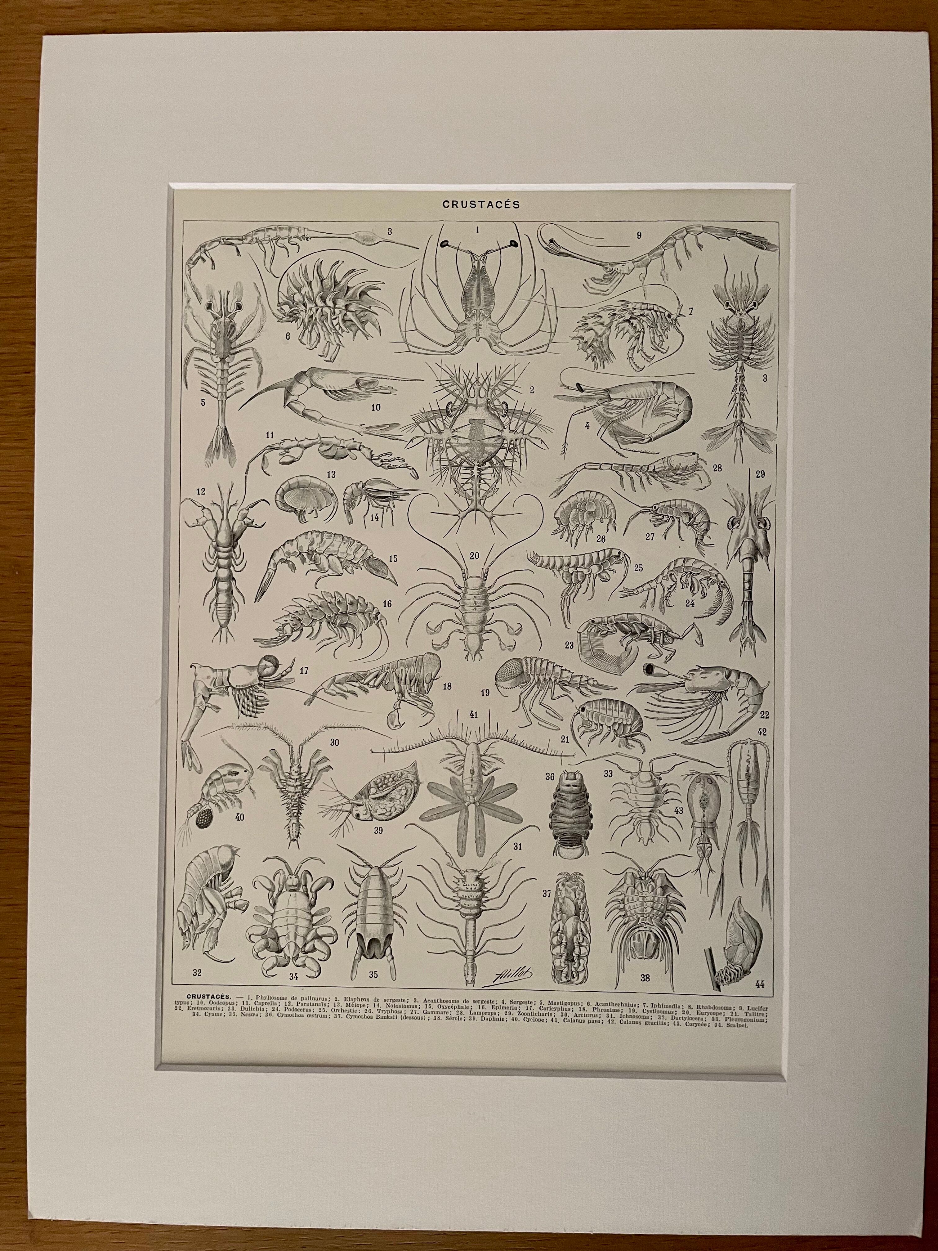 Lithograph on crustaceans from 1928