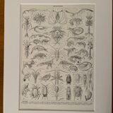 Lithograph on crustaceans from 1928