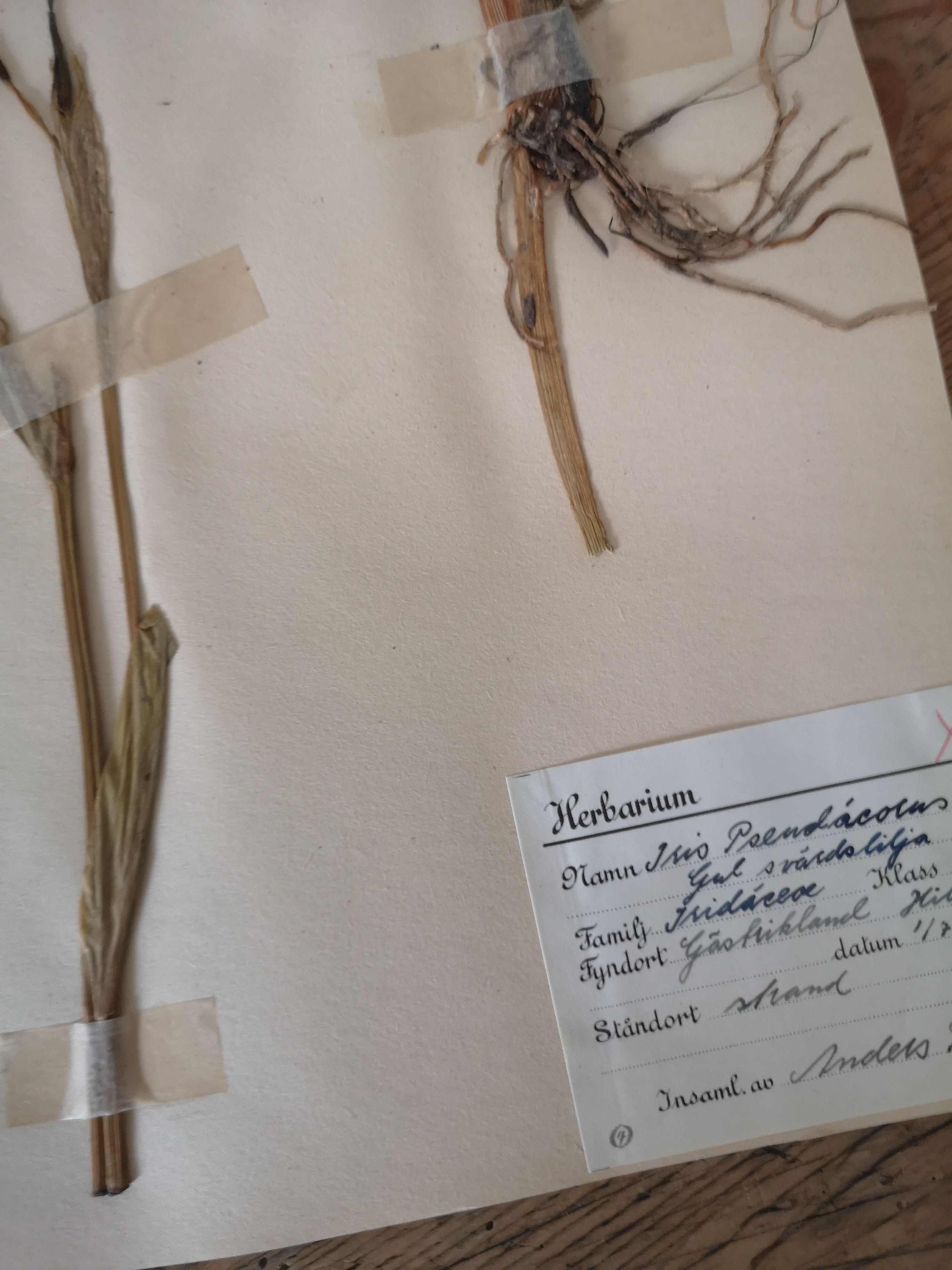 Anders's herbarium - ancient Swedish herbarium board