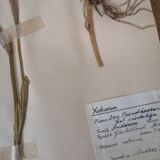 Anders's herbarium - ancient Swedish herbarium board