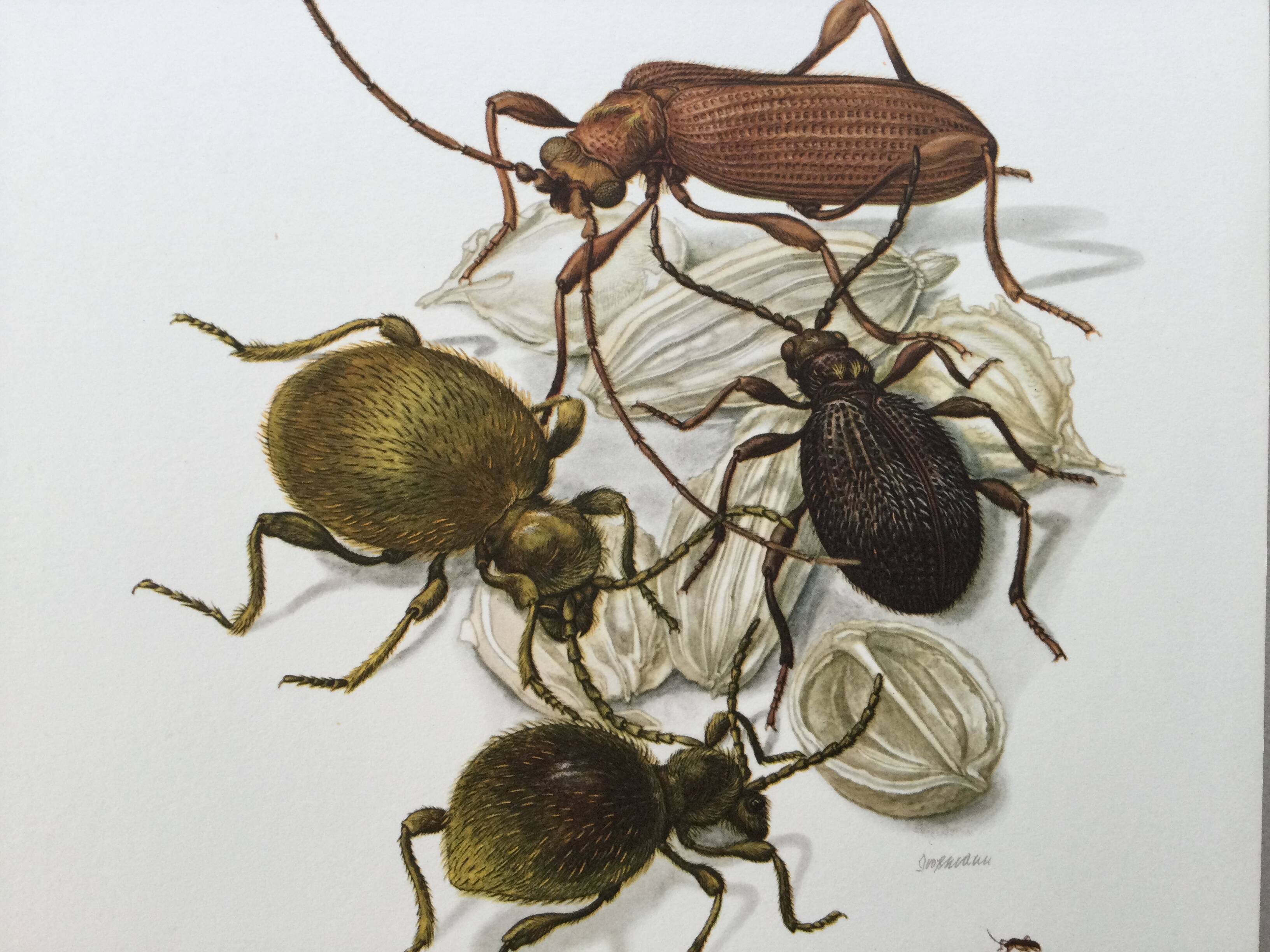 Antique illustration of insects, original plate, 1960s
