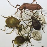 Antique illustration of insects, original plate, 1960s