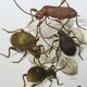 Illustration insectes, planche originale, années 60