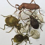 Antique illustration of insects, original plate, 1960s