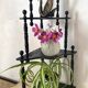Corner shelf to place or hang in black lacquered wood