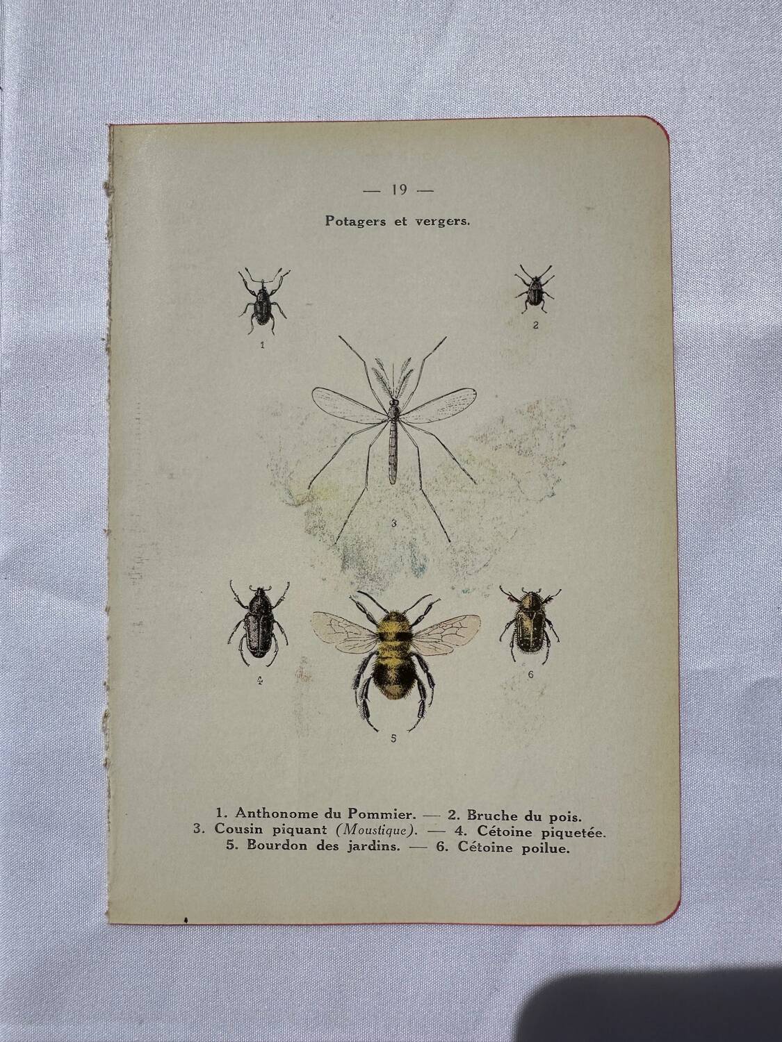 Gravure papillon ancienne planche botanique naturaliste double face