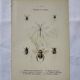 Gravure papillon ancienne planche botanique naturaliste double face