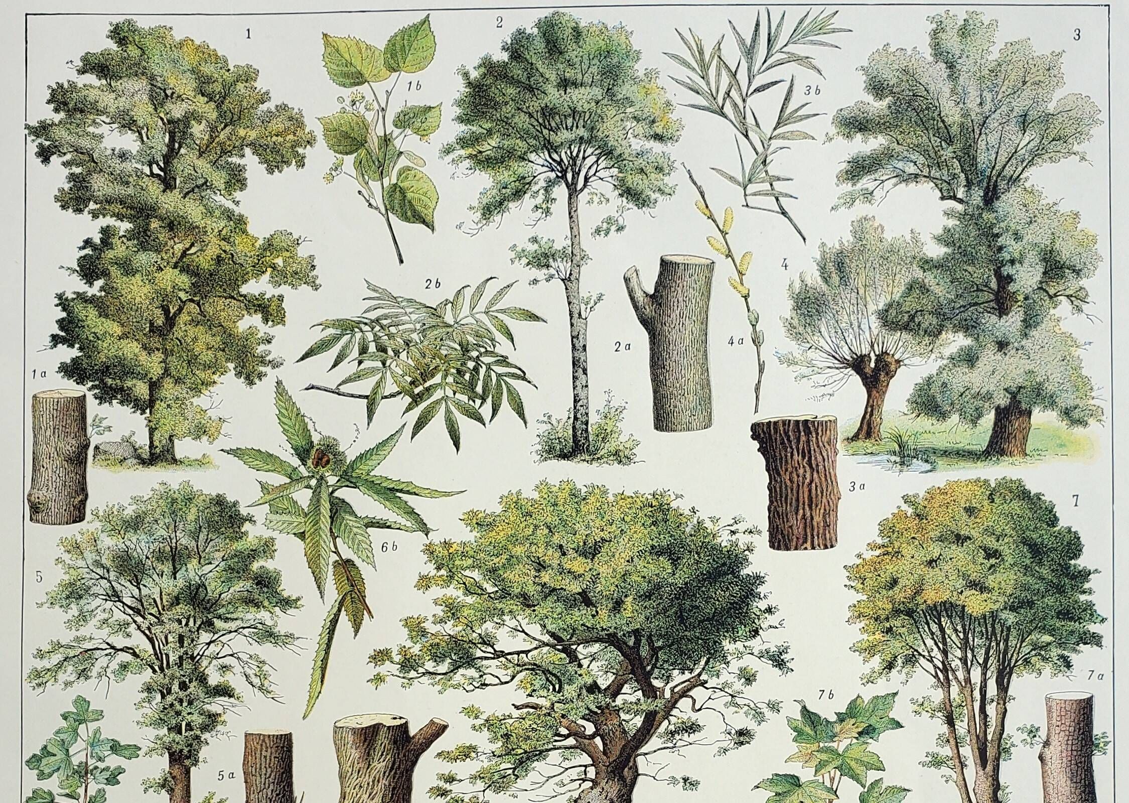 Gravure ancienne 1928, Arbres 2, écorce, tronc, feuilles • Lithographie, Planche originale