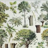 Gravure ancienne 1928, Arbres 2, écorce, tronc, feuilles • Lithographie, Planche originale