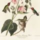 Affiche sur les colibris d’Anna, d’après une gravure ancienne de 1827.