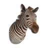 Zebra head