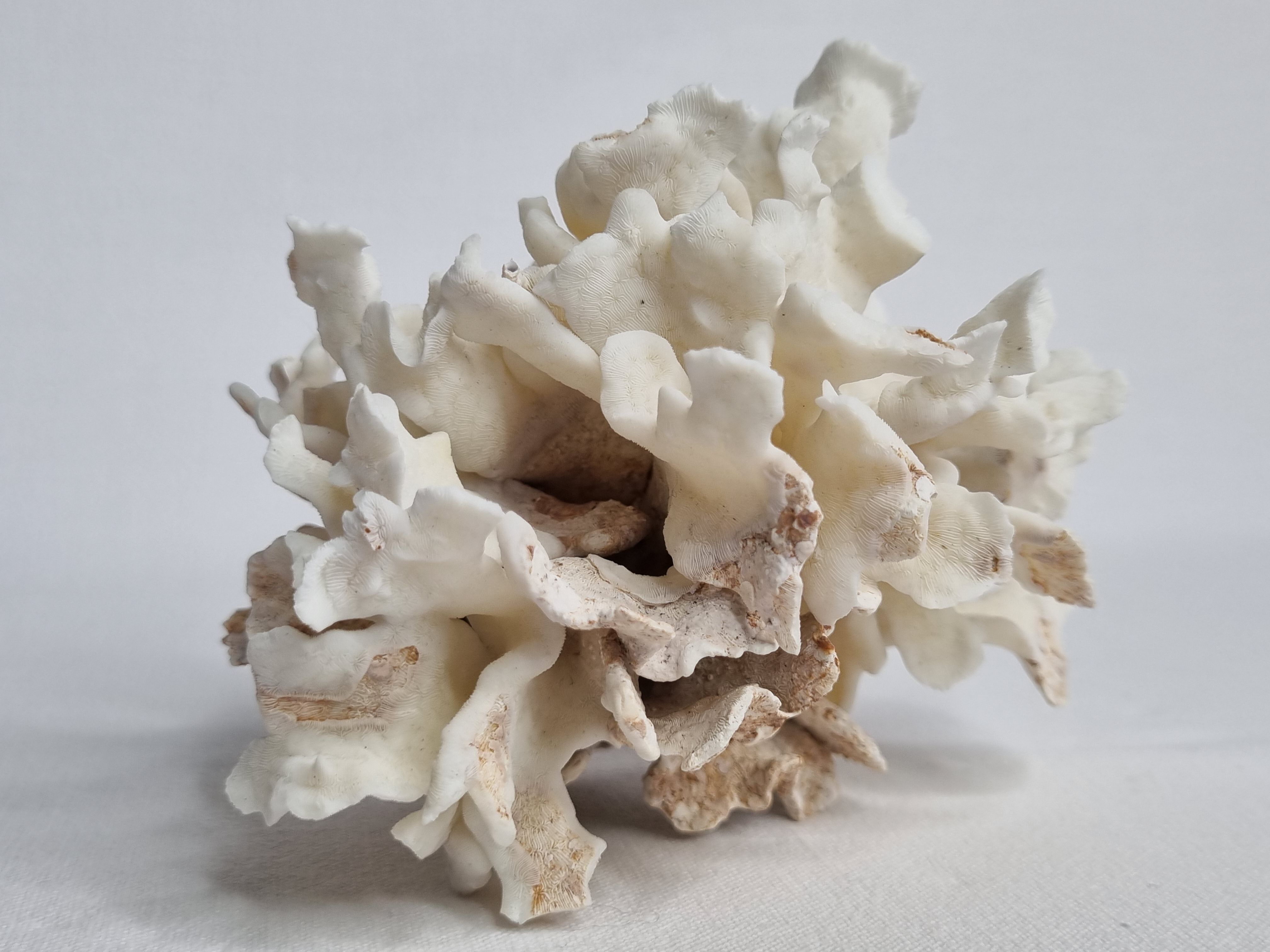 Set of two ancient white corals to lay