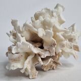 Set of two ancient white corals to lay