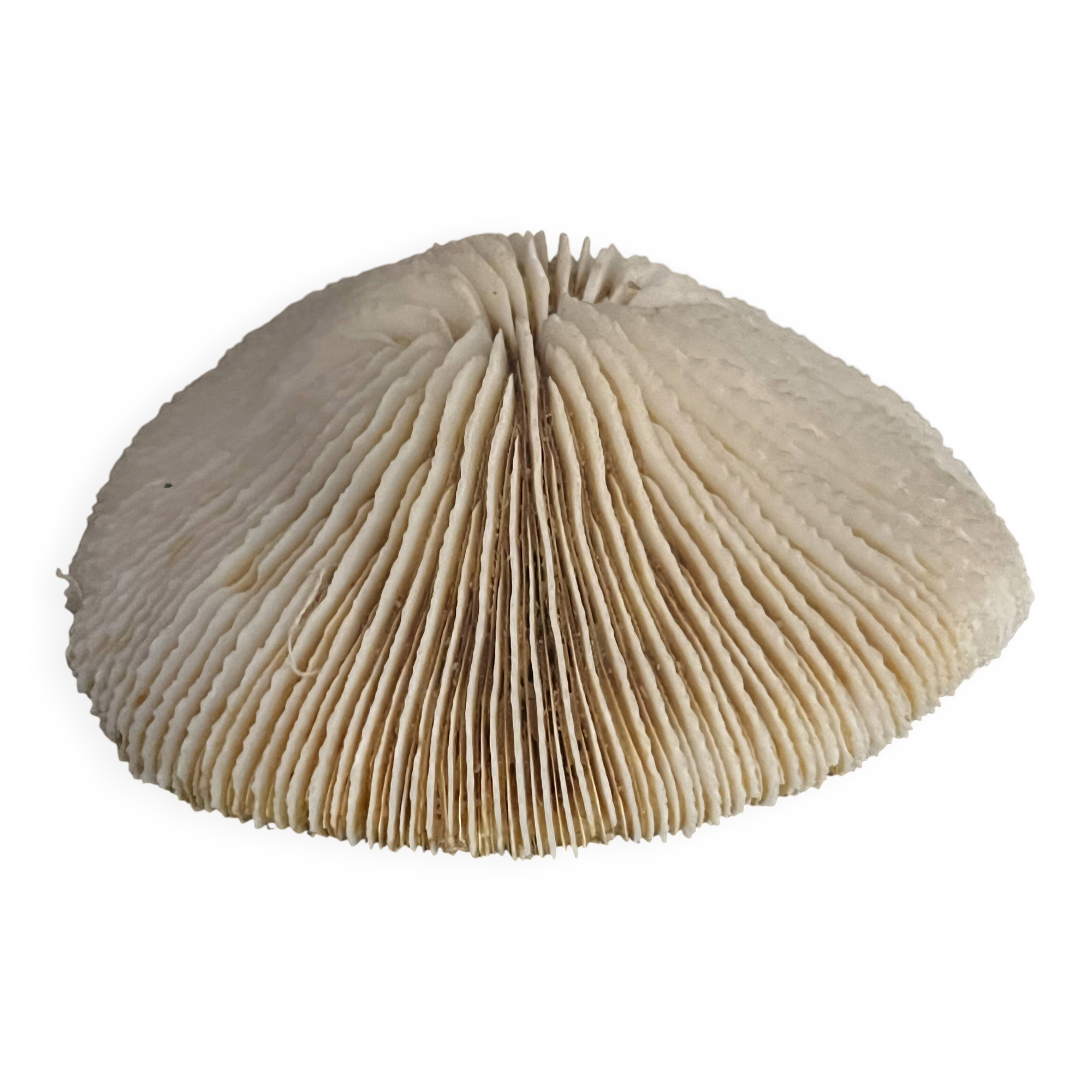 Corail ancien