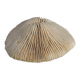 Corail ancien