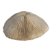 Ancient coral