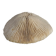 Corail ancien
