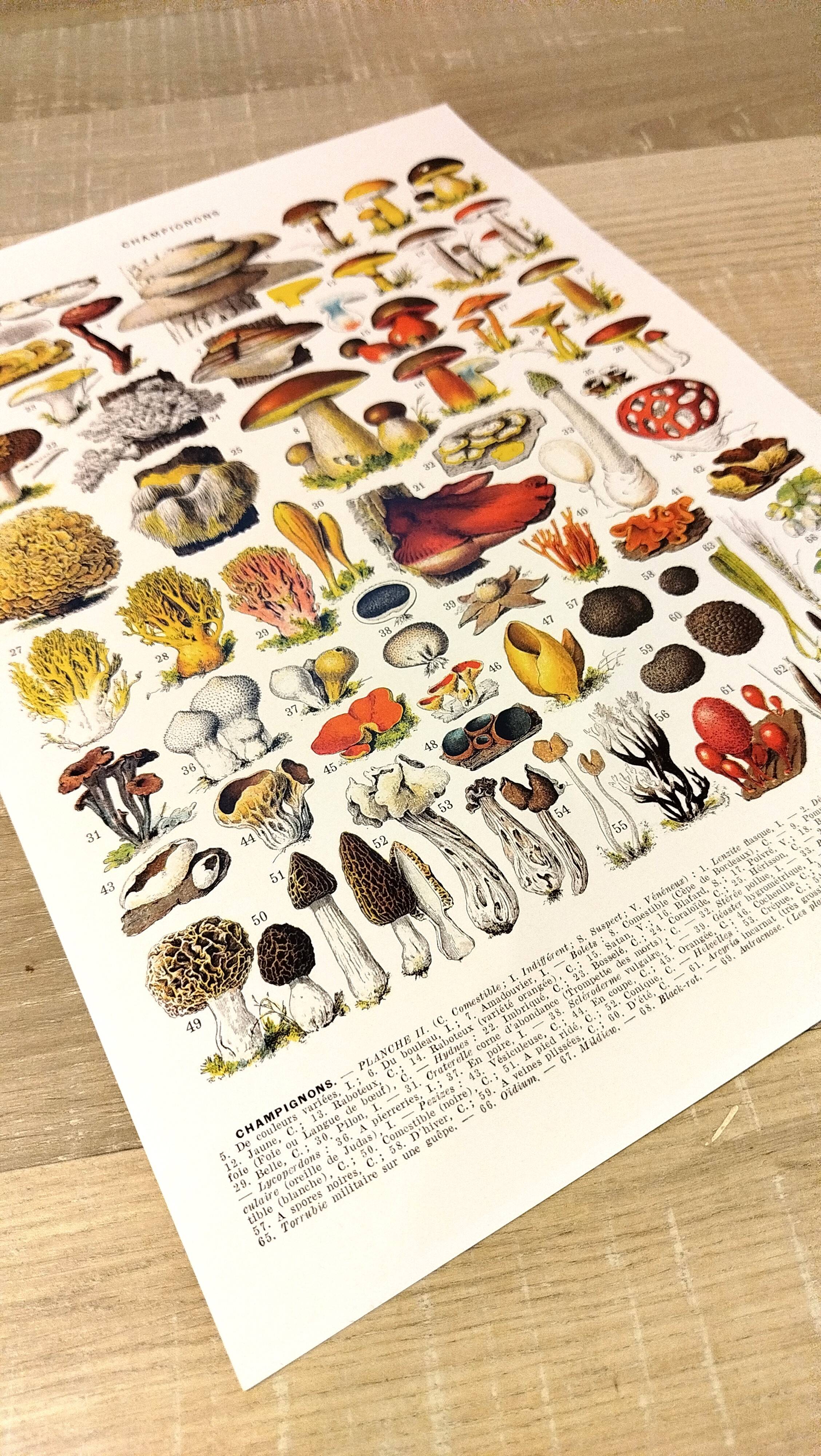 Poster on mushrooms "ceps", from a lithograph from 1928