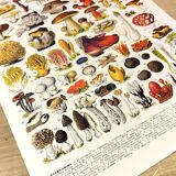 Poster on mushrooms "ceps", from a lithograph from 1928