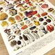 Poster on mushrooms "ceps", from a lithograph from 1928