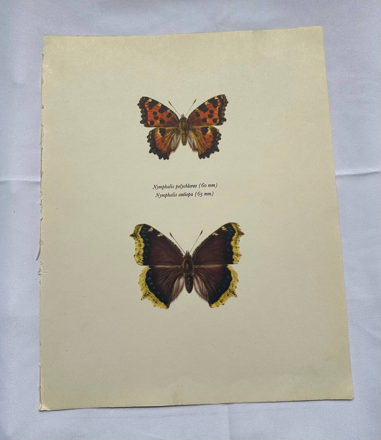 Antique butterfly etching 1900 art deco vintage botanical plate