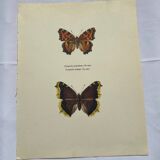 Antique butterfly etching 1900 art deco vintage botanical plate