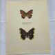 Gravure ancienne papillon eau forte 1900 Art Déco