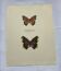 Gravure ancienne papillon eau forte 1900 Art Déco