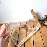 Great inclusion cicada Pomponia
