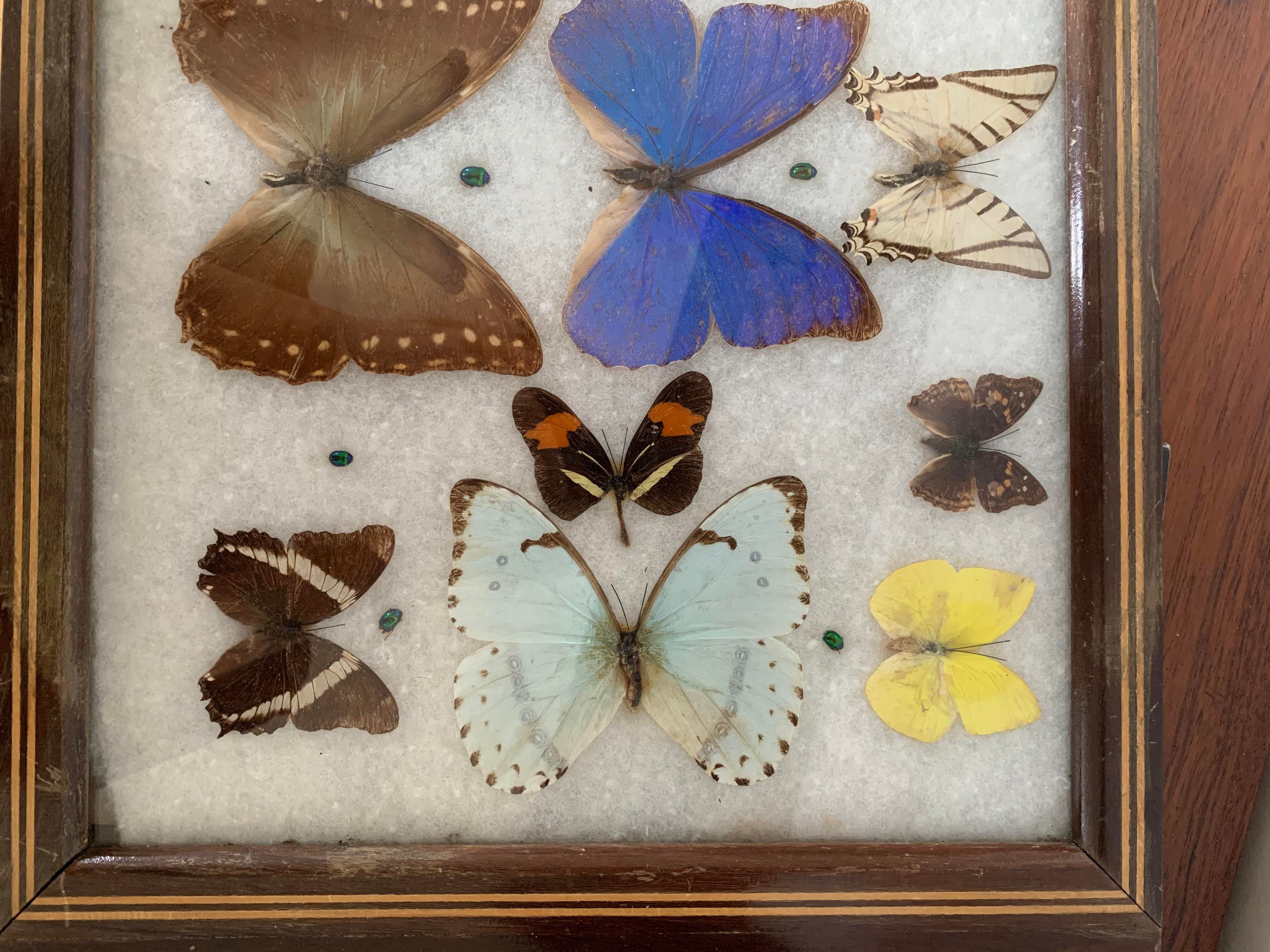 Butterfly tray stuffed under glass